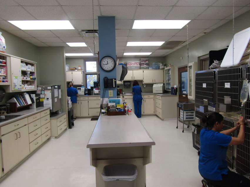The heart of our practice at Companion Animal Hospital in Phenix City, AL 